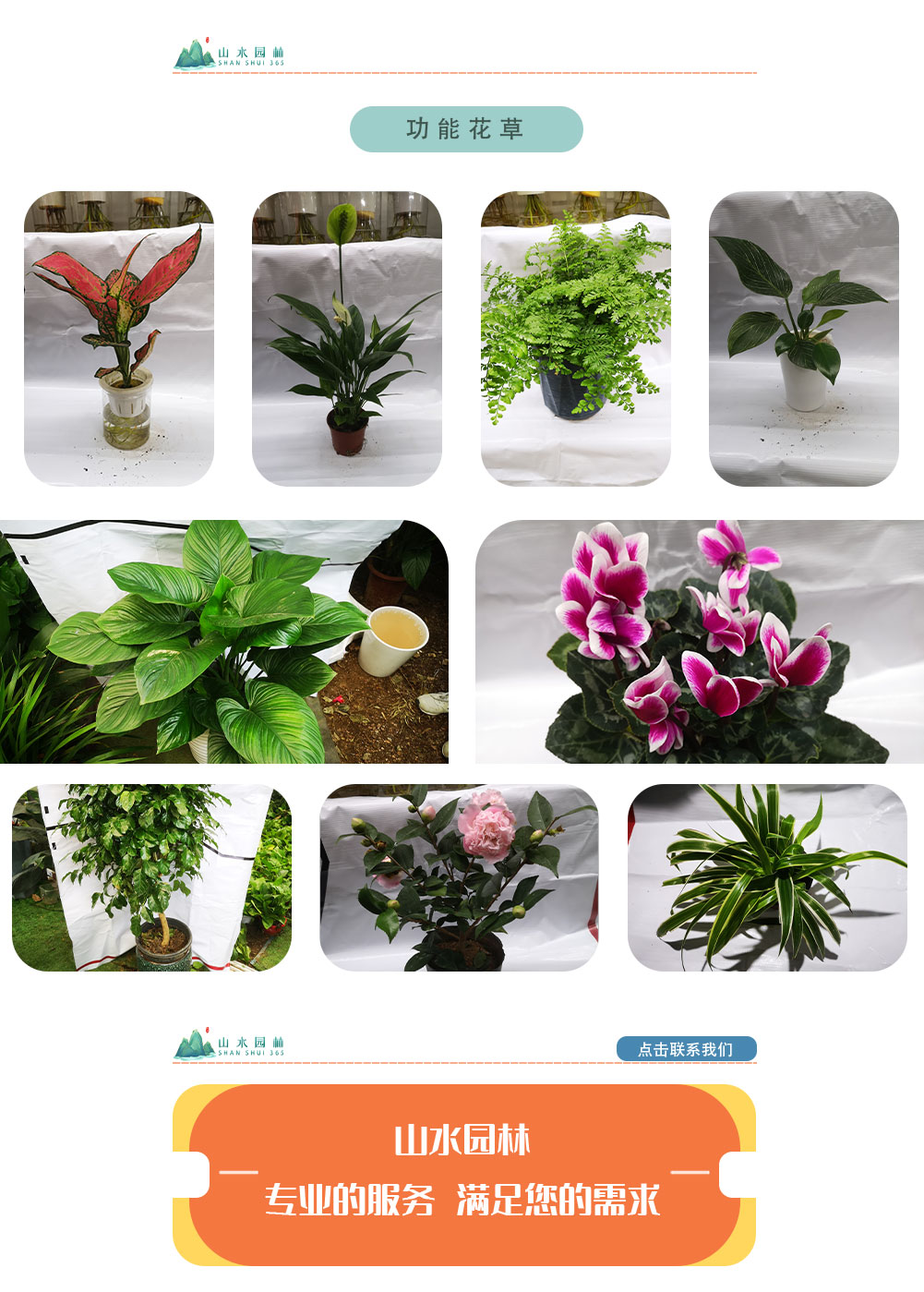 6功能花草_02.jpg